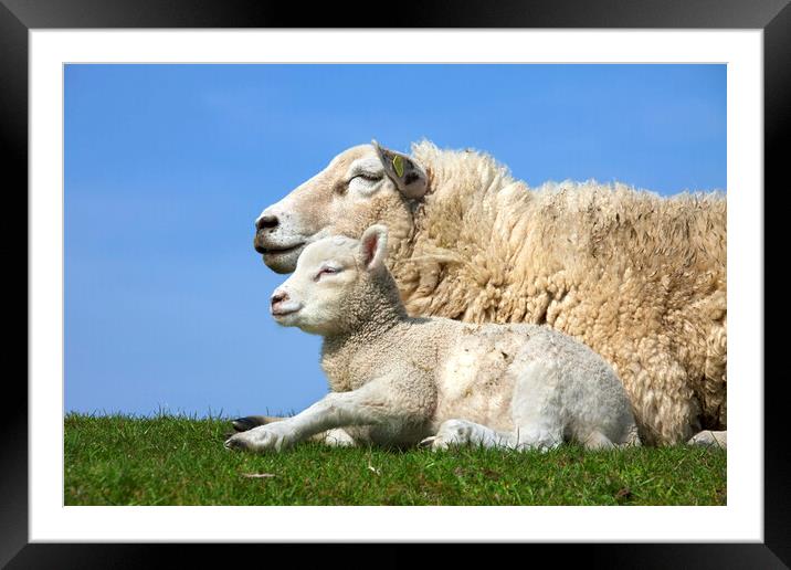 Ewe with Lamb in Meadow Framed Mounted Print by Arterra 