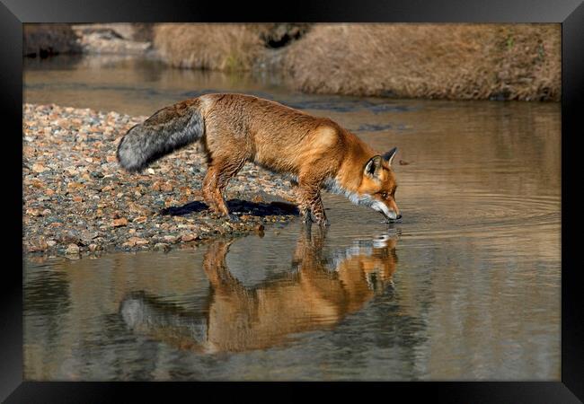 Red Fox Drinking from River Framed Print by Arterra 
