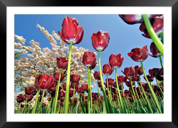 Red Tulips in Holland Framed Mounted Print by Arterra 