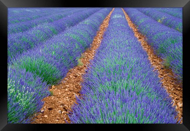 Lavender Field, Provence Framed Print by Arterra 