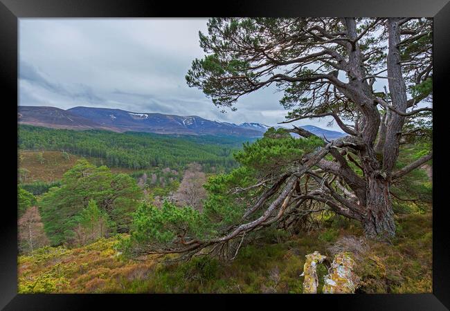 Old Scots Pine Tree in the Cairngorms Framed Print by Arterra 