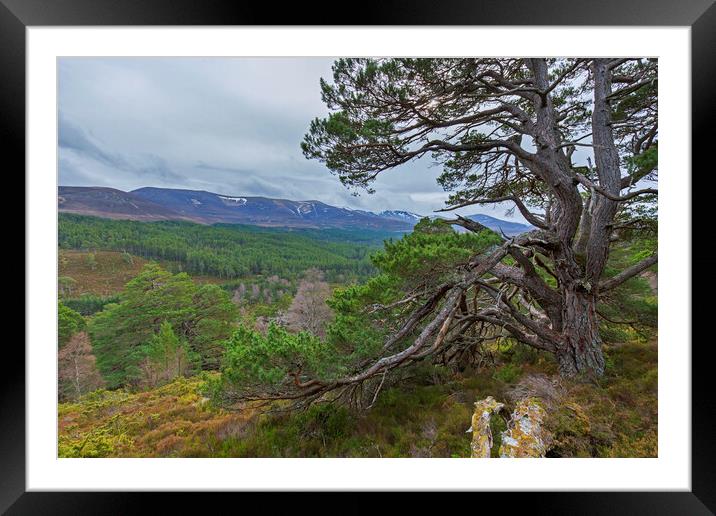 Old Scots Pine Tree in the Cairngorms Framed Mounted Print by Arterra 