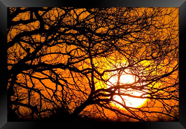 Silhouetted Tree Branches at Sunset Framed Print by Arterra 