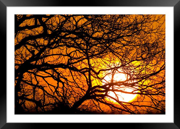 Silhouetted Tree Branches at Sunset Framed Mounted Print by Arterra 