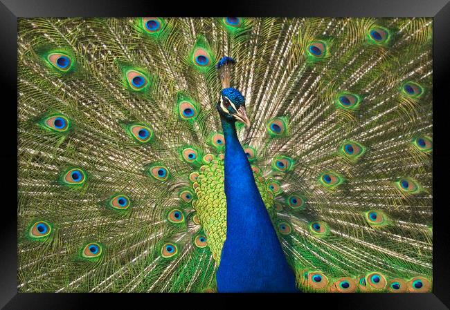 Peacock Framed Print by Arterra 
