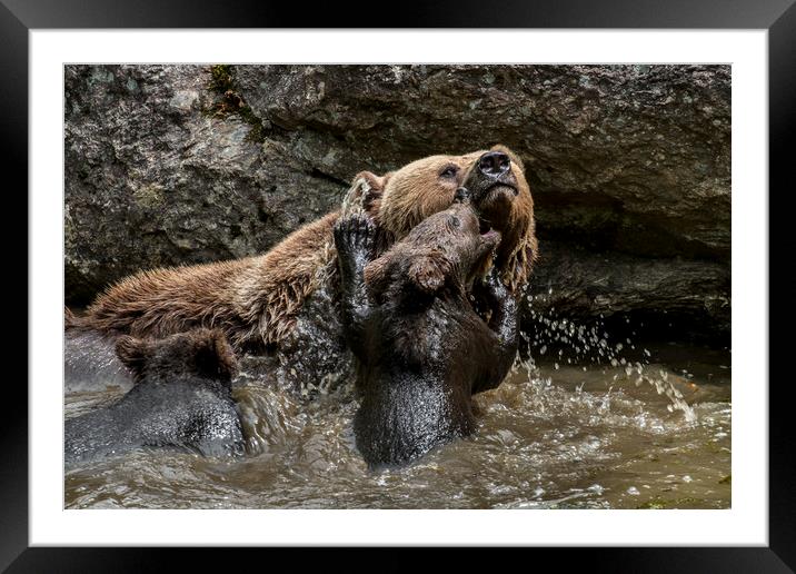 Mother Bear with Cubs in Pond Framed Mounted Print by Arterra 
