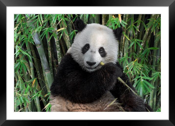 Giant Panda Eating Bamboo Framed Mounted Print by Arterra 