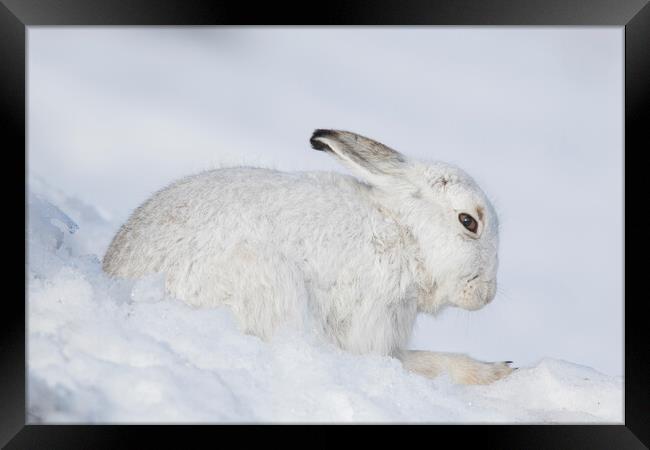 Mountain Hare in Winter, Scotland Framed Print by Arterra 