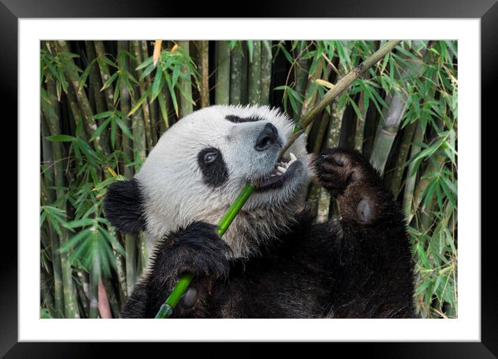 Happy Giant Panda in Bamboo Forest Framed Mounted Print by Arterra 