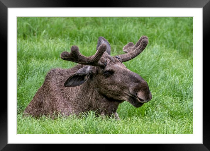 Moose Bull in Spring Framed Mounted Print by Arterra 