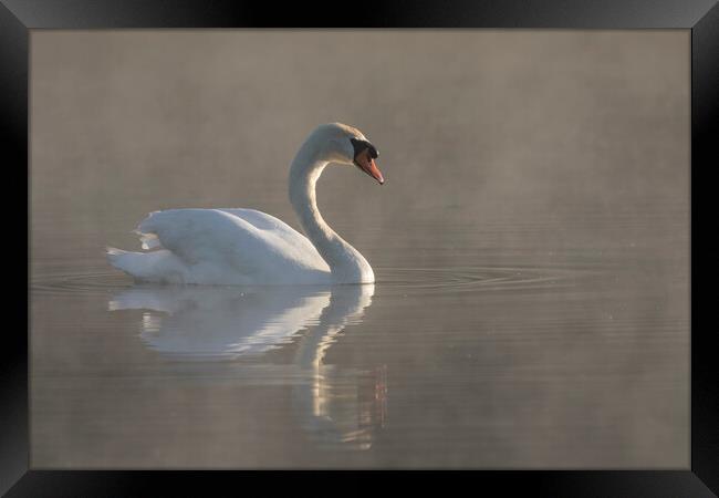 Mute Swan Swimming in Morning Mist Framed Print by Arterra 
