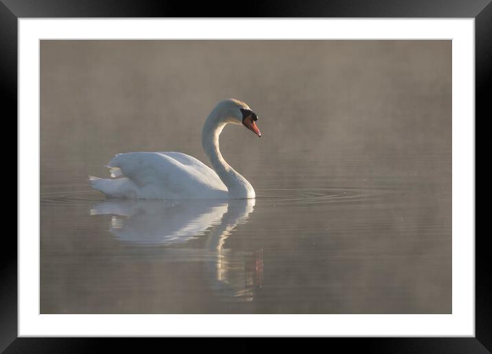 Mute Swan Swimming in Morning Mist Framed Mounted Print by Arterra 