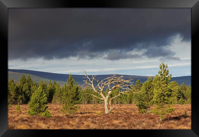 Dead Tree in Cairngorms National Park, Scotland Framed Print by Arterra 