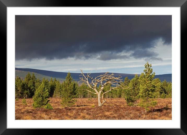 Dead Tree in Cairngorms National Park, Scotland Framed Mounted Print by Arterra 