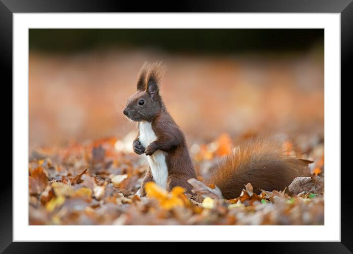 Red Squirrel Framed Mounted Print by Arterra 
