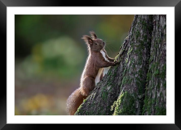 Red Squirrel Climbing Tree Framed Mounted Print by Arterra 