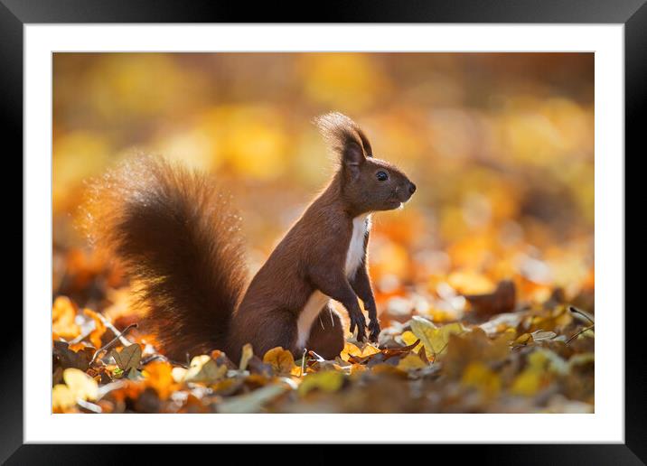 Red Squirrel in Autumn Forest Framed Mounted Print by Arterra 