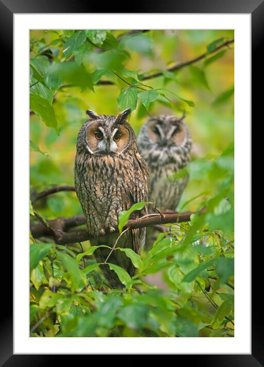 Long-eared Owl Couple in Tree Framed Mounted Print by Arterra 