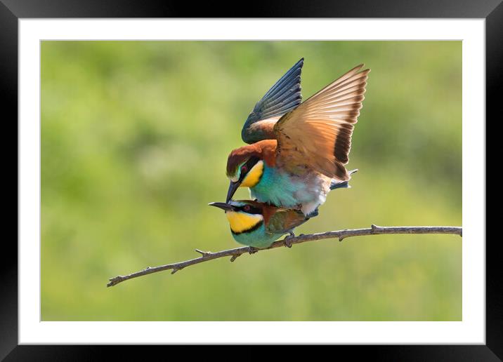 European Bee-eaters Mating Framed Mounted Print by Arterra 