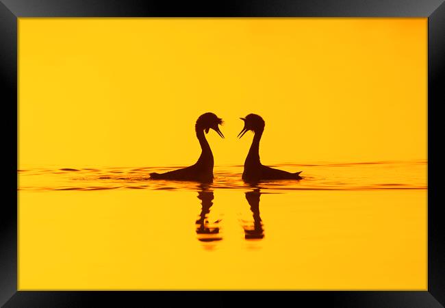 Great Crested Grebes Courting Framed Print by Arterra 