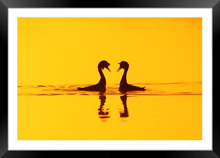 Great Crested Grebes Courting Framed Mounted Print by Arterra 