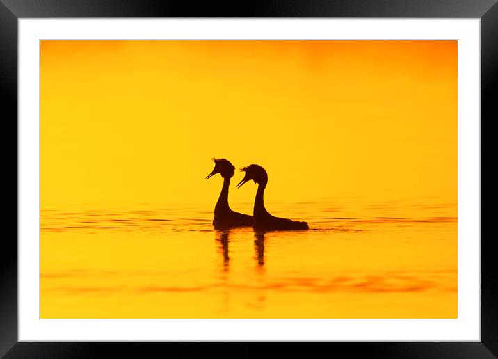 Great Crested Grebes at Sunrise Framed Mounted Print by Arterra 