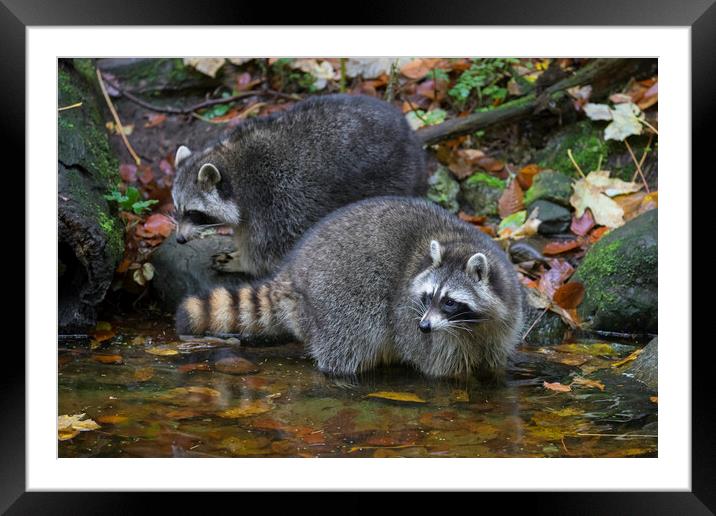 Two Raccoons Framed Mounted Print by Arterra 