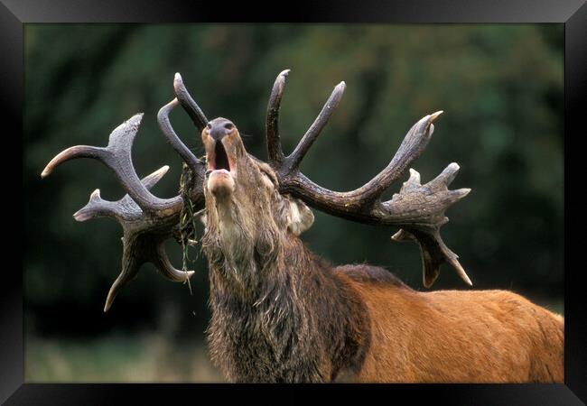 Roaring Red Deer Stag Framed Print by Arterra 