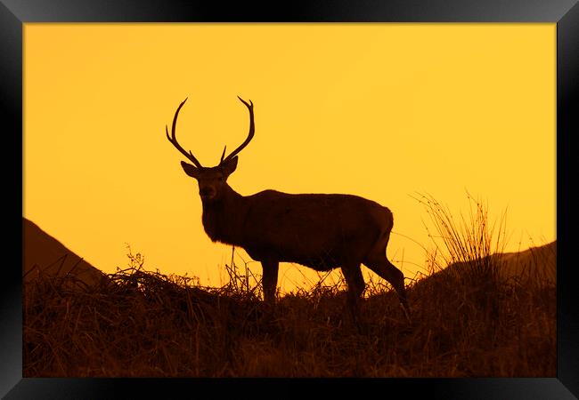 Red Deer Stag Silhouetted against Sunset Framed Print by Arterra 