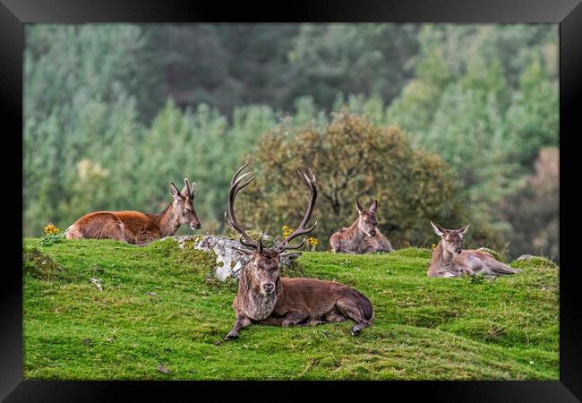 Red Deer Stag with Hinds in Scotland Framed Print by Arterra 