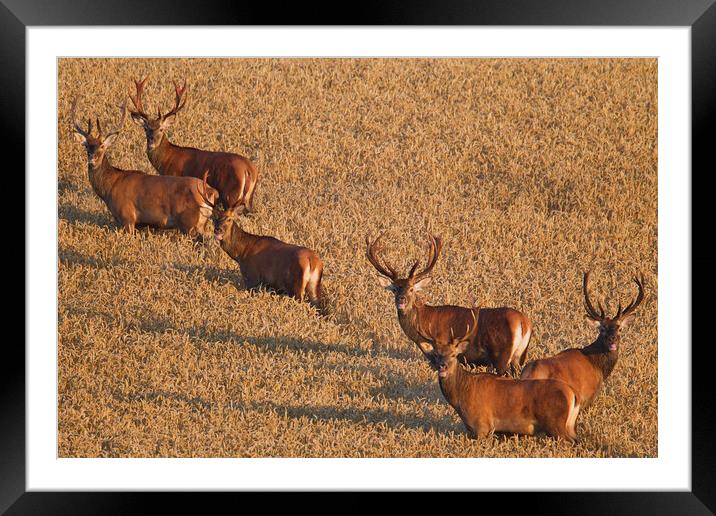 Herd of Red Deer Stags Framed Mounted Print by Arterra 