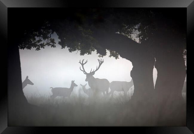 Red Deer Stag with Hinds in the Mist Framed Print by Arterra 