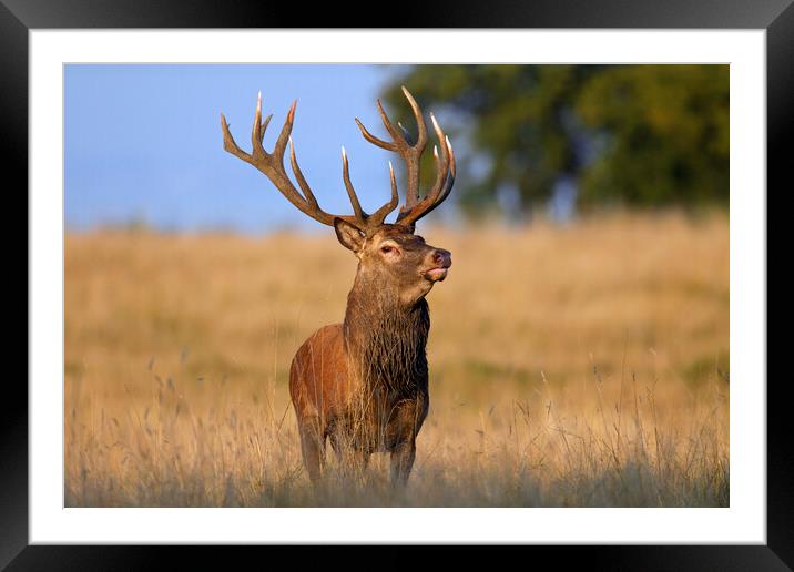 Red Deer Stag in Field in Autumn Framed Mounted Print by Arterra 