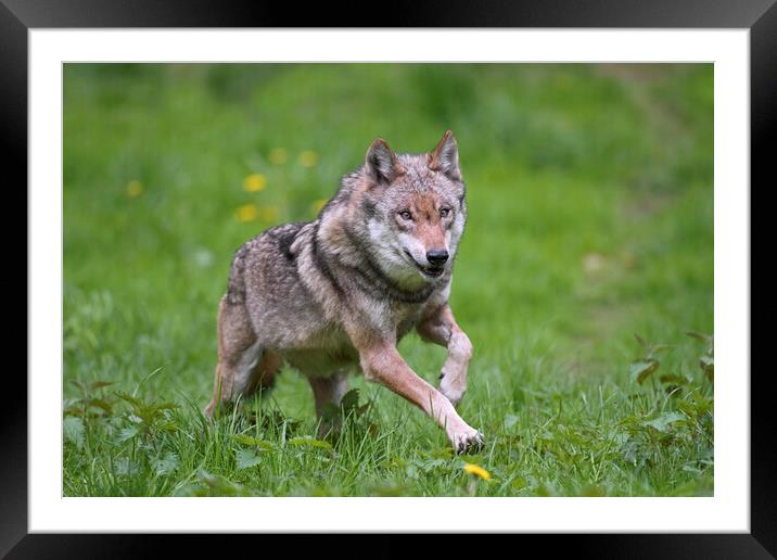 Wolf Running in Meadow Framed Mounted Print by Arterra 