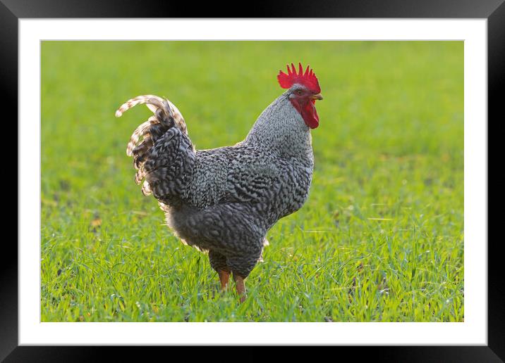 Plymouth Rock Chicken Framed Mounted Print by Arterra 
