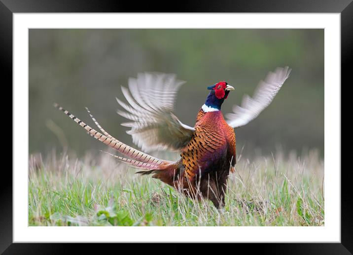 Common Pheasant Courting in Spring Framed Mounted Print by Arterra 