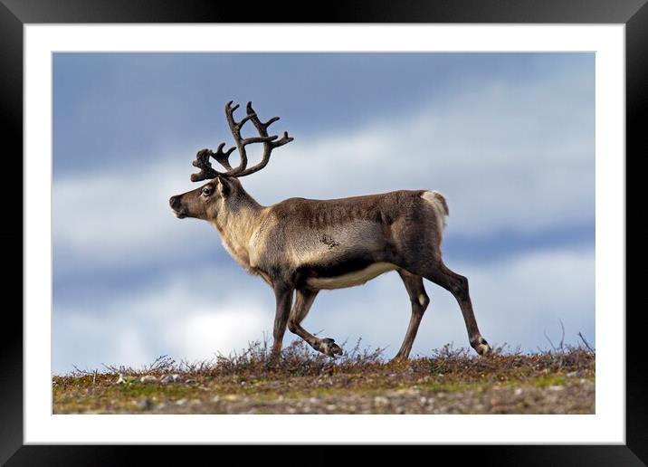 Reindeer on the Tundra in Sweden Framed Mounted Print by Arterra 