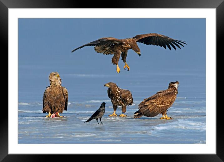 Young White-Tailed Sea Eagles on Frozen Lake Framed Mounted Print by Arterra 
