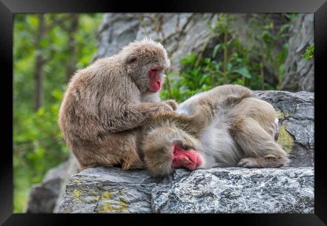 Japanese Macaques Grooming Framed Print by Arterra 