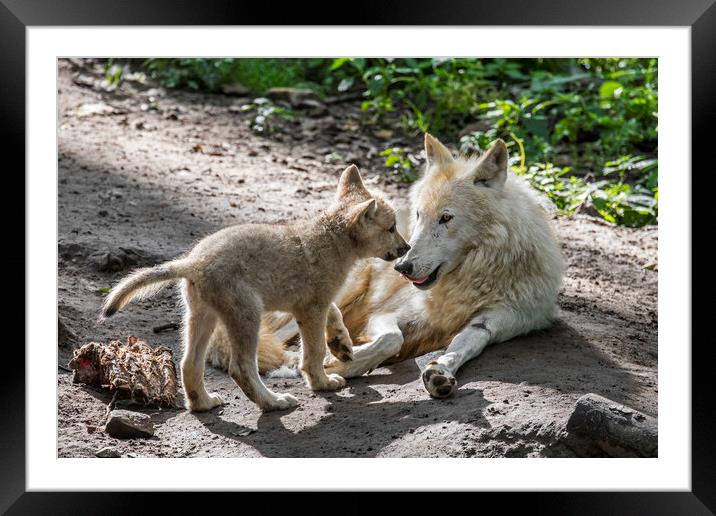 White Wolf with Pup Framed Mounted Print by Arterra 