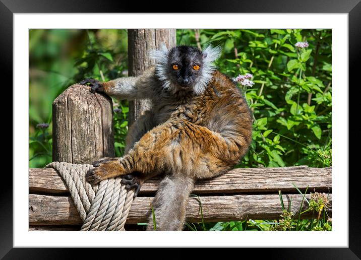 Black Lemur Framed Mounted Print by Arterra 