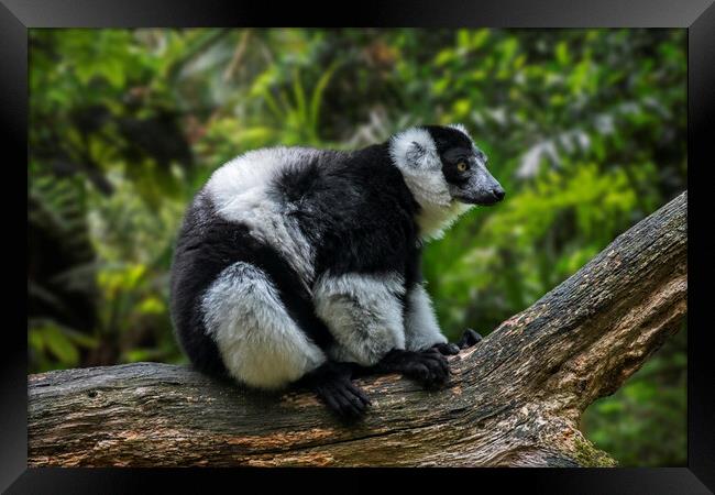 Black-and-White Ruffed Lemur Framed Print by Arterra 