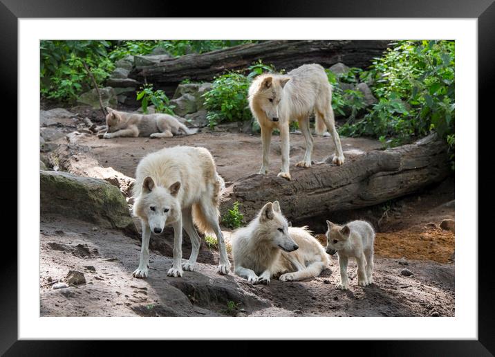 White Wolf Pack with Pups Framed Mounted Print by Arterra 