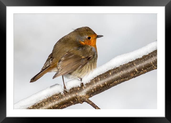 European Robin in the Snow Framed Mounted Print by Arterra 