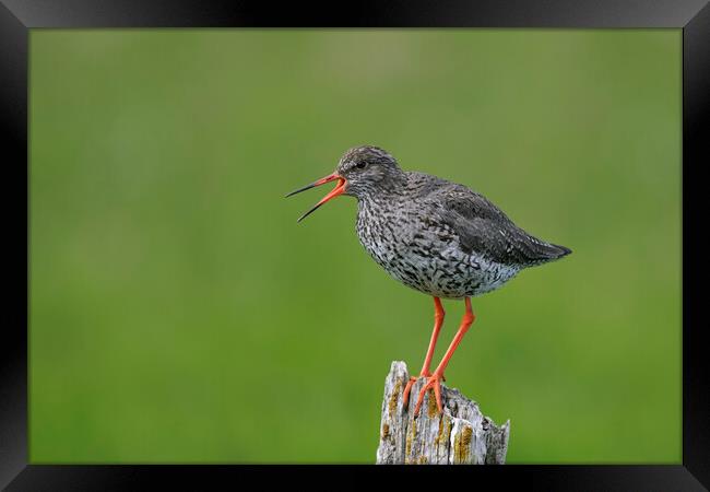 Common Redshank Calling Framed Print by Arterra 