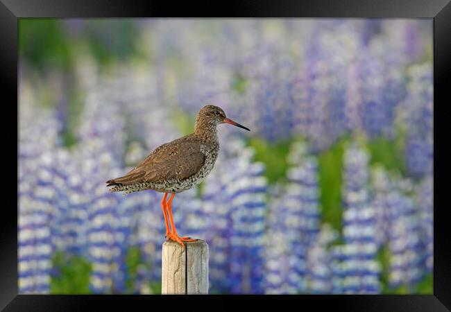 Redshank and Lupines Framed Print by Arterra 