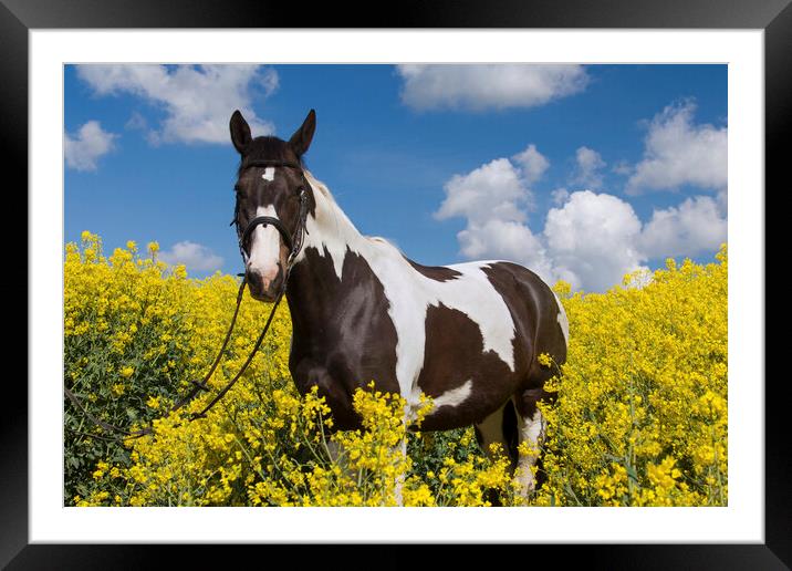 Pinto American Indian Horse in Field Framed Mounted Print by Arterra 