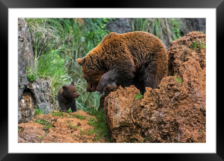 Brown Bear with Cub Framed Mounted Print by Arterra 