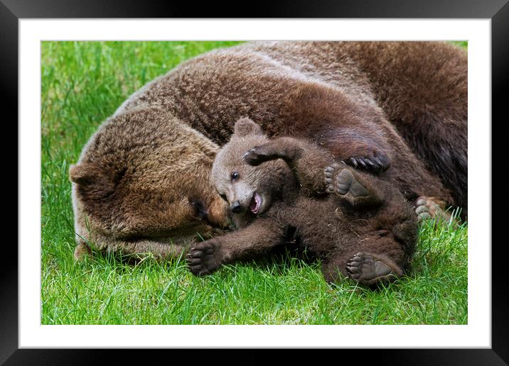 Brown Bear Mother Playing with Happy Cub Framed Mounted Print by Arterra 