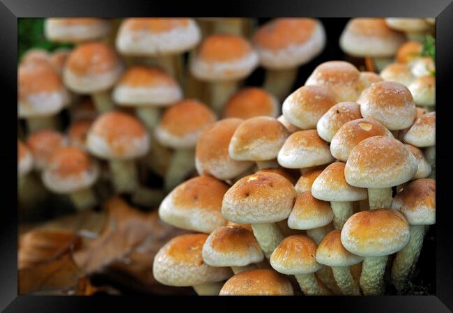Brick Cap Mushrooms in Woodland Framed Print by Arterra 